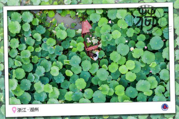 图说汉字｜送你一张“荷香”明信片