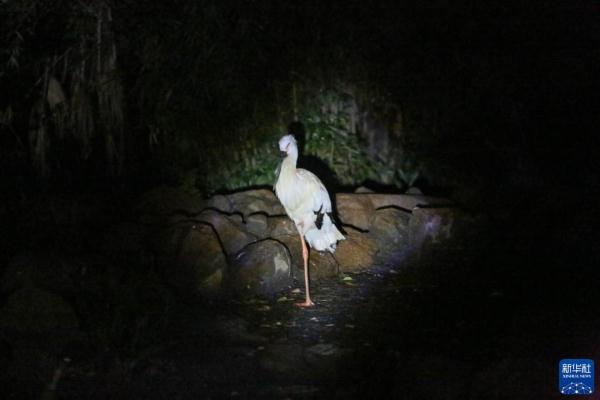 上海：夜访动物世界