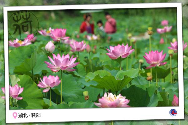 图说汉字｜送你一张“荷香”明信片