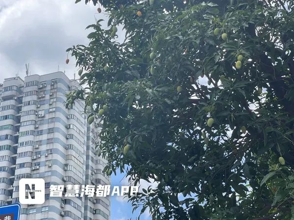 街头大量出现，专家提醒：不可食用！