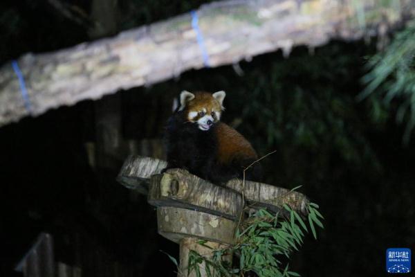 上海：夜访动物世界