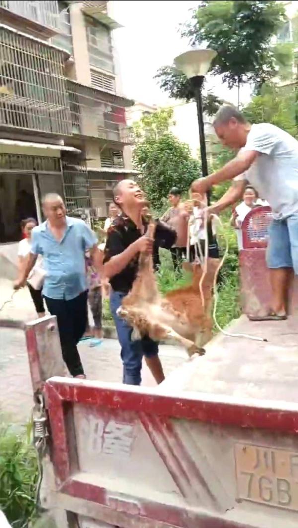 5楼住户养了7头牛  现场探访：保安24小时值守，不让牛儿进小区