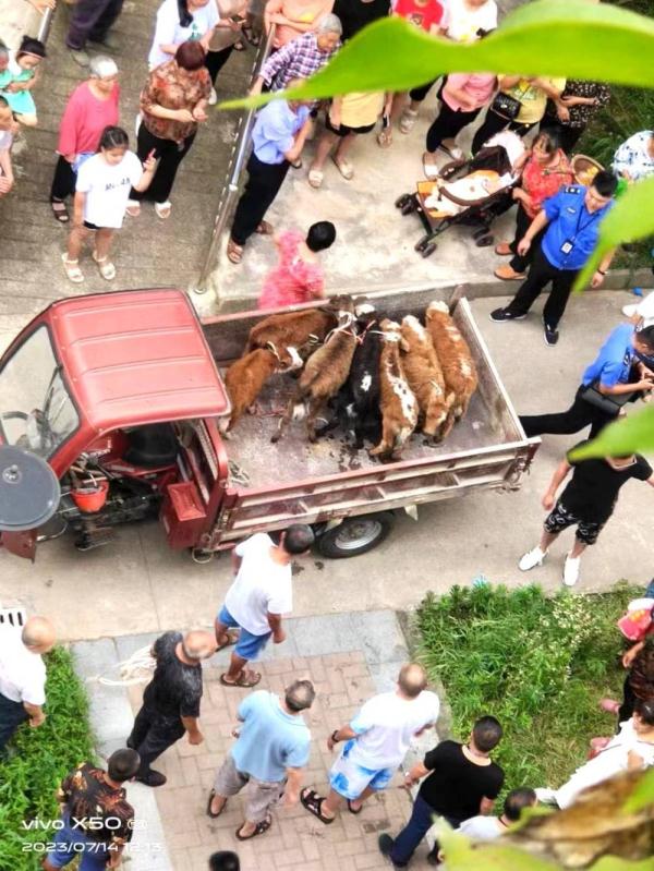 5楼住户养了7头牛  现场探访：保安24小时值守，不让牛儿进小区