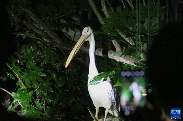 上海：夜访动物世界