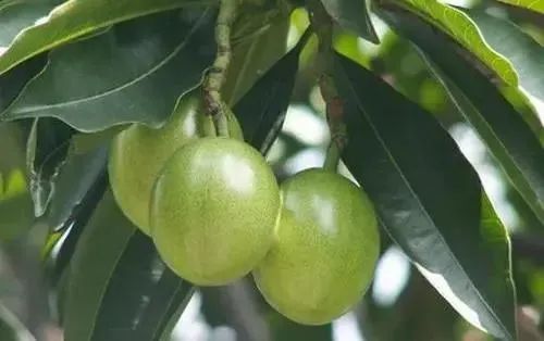 街头大量出现，专家提醒：不可食用！