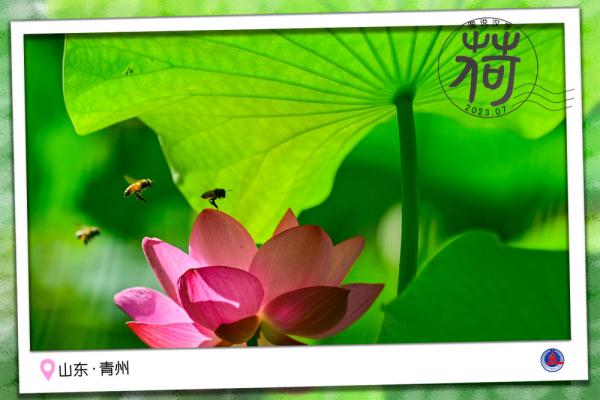 图说汉字｜送你一张“荷香”明信片