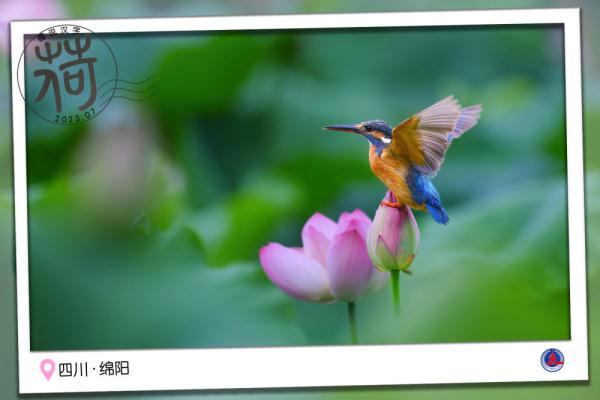 图说汉字｜送你一张“荷香”明信片