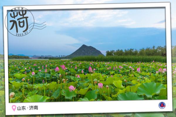 图说汉字｜送你一张“荷香”明信片