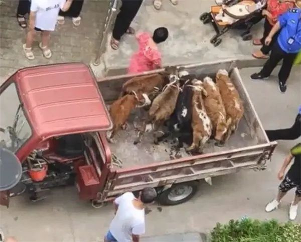 居民在阳台养了7头牛！邻居崩溃