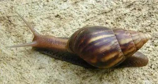 这种动物不能摸更不能吃！广东雨后街头特别多