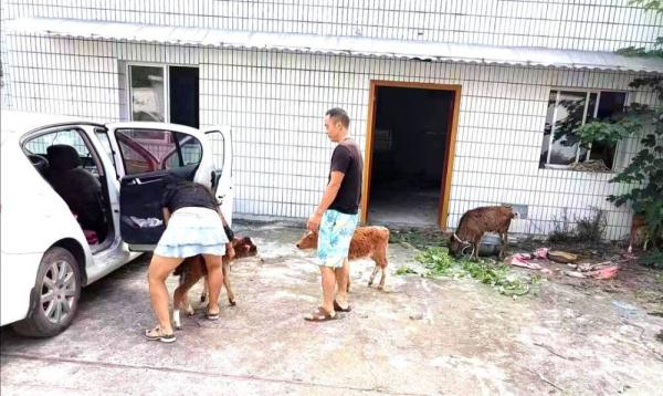 5楼住户养了7头牛  现场探访：保安24小时值守，不让牛儿进小区