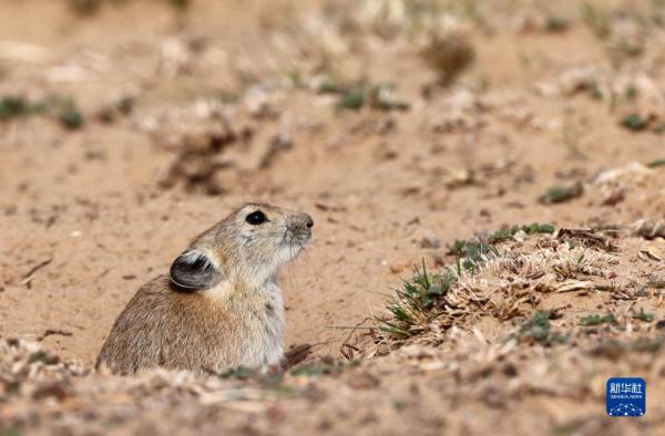 野性之美——阿尔金山国家级自然保护区野生动物图鉴