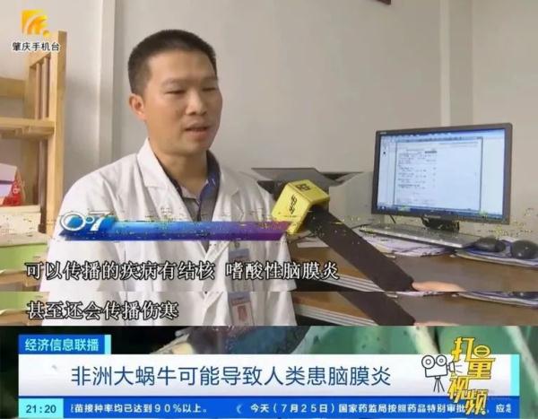 这种动物不能摸更不能吃！广东雨后街头特别多