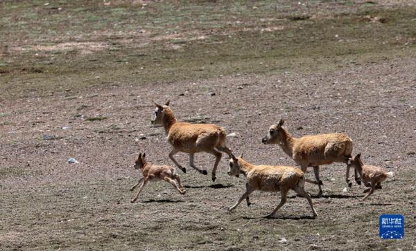 野性之美——阿尔金山国家级自然保护区野生动物图鉴