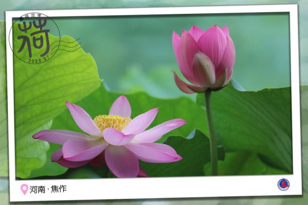 图说汉字｜送你一张“荷香”明信片