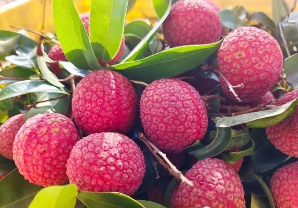 广西苍梧县沙头镇迟熟荔枝已开始成熟上市 广西苍梧县沙头镇迟熟荔枝已开始成熟上市