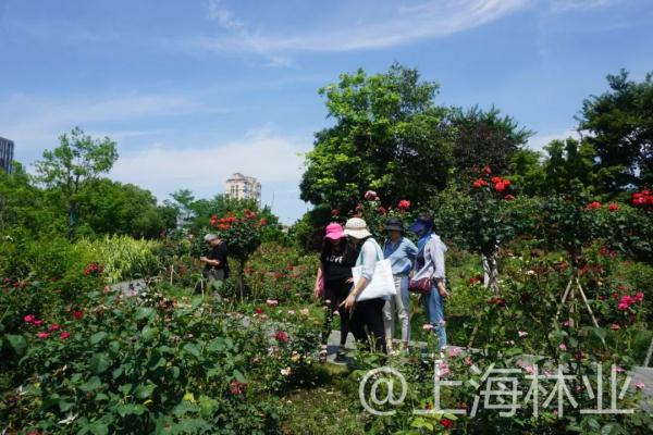 【探索】申城高架上的月季你认识吗？快进来看一下吧