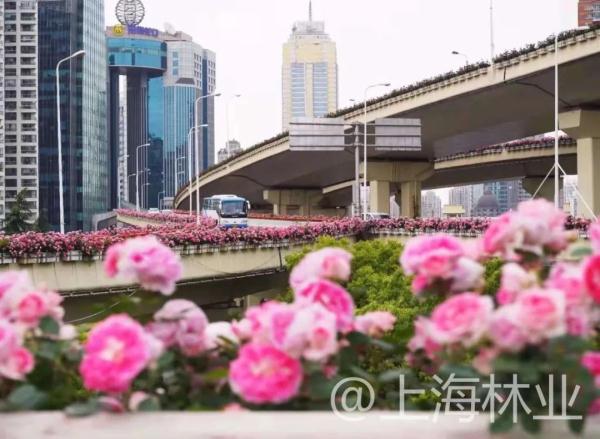 【探索】申城高架上的月季你认识吗？快进来看一下吧