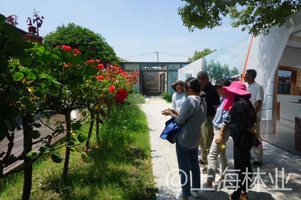 【探索】申城高架上的月季你认识吗？快进来看一下吧
