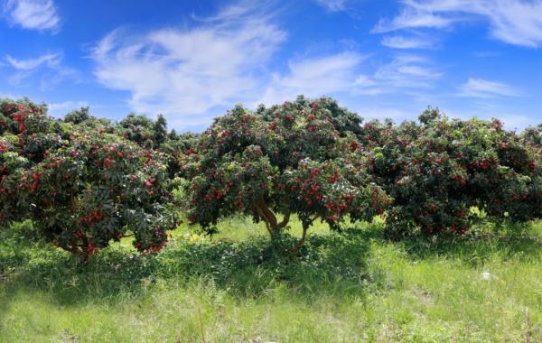 广西苍梧县沙头镇迟熟荔枝已开始成熟上市 广西苍梧县沙头镇迟熟荔枝已开始成熟上市