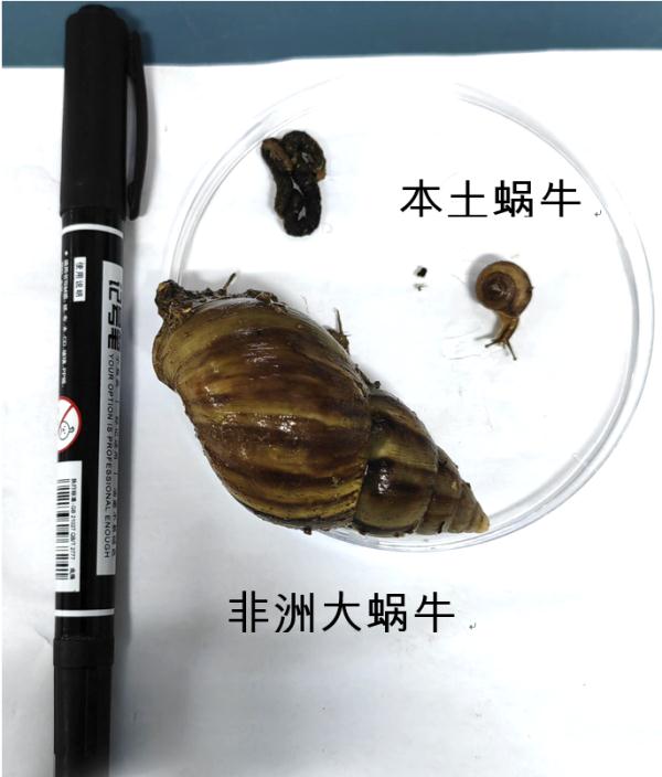 雨后看到它，千万别摸！堪称“毒王”……