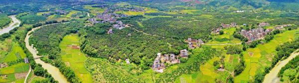 广西苍梧县沙头镇迟熟荔枝已开始成熟上市 广西苍梧县沙头镇迟熟荔枝已开始成熟上市