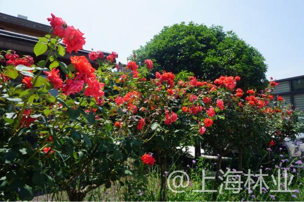 【探索】申城高架上的月季你认识吗？快进来看一下吧