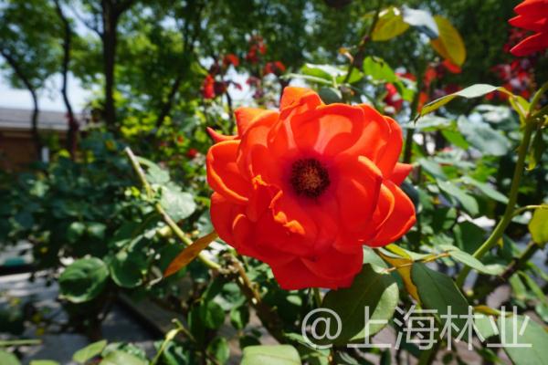 【探索】申城高架上的月季你认识吗？快进来看一下吧