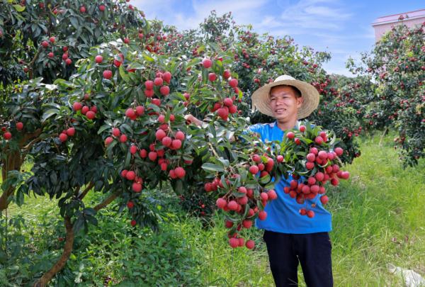 广西苍梧县沙头镇迟熟荔枝已开始成熟上市 广西苍梧县沙头镇迟熟荔枝已开始成熟上市