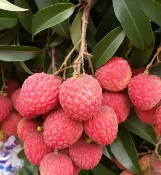 广西苍梧县沙头镇迟熟荔枝已开始成熟上市 广西苍梧县沙头镇迟熟荔枝已开始成熟上市