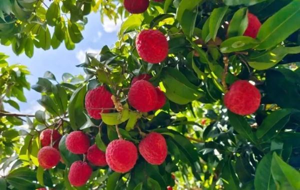 广西苍梧县沙头镇迟熟荔枝已开始成熟上市 广西苍梧县沙头镇迟熟荔枝已开始成熟上市