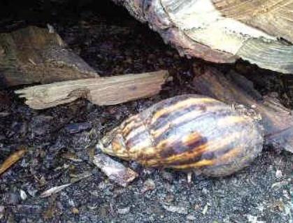 雨后这种动物千万别碰，寄生虫多到数不清
