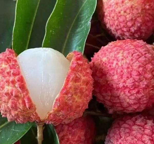 广西苍梧县沙头镇迟熟荔枝已开始成熟上市 广西苍梧县沙头镇迟熟荔枝已开始成熟上市