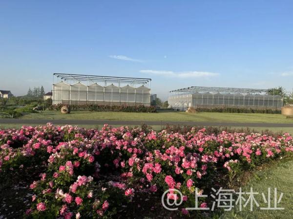 【探索】申城高架上的月季你认识吗？快进来看一下吧