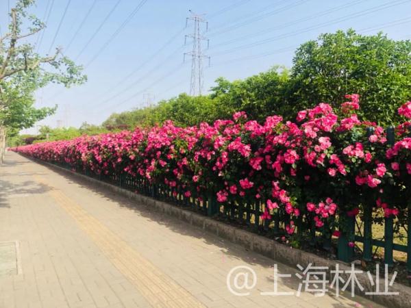 【探索】申城高架上的月季你认识吗？快进来看一下吧