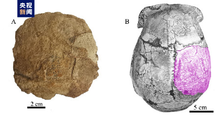 新发现！北京人遗址发掘出古人类顶骨化石