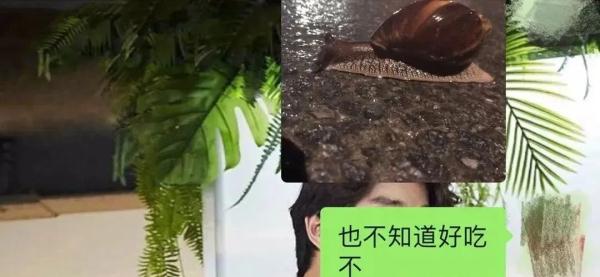 雨后看到它，千万别摸！堪称“毒王”……