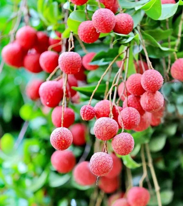 广西苍梧县沙头镇迟熟荔枝已开始成熟上市 广西苍梧县沙头镇迟熟荔枝已开始成熟上市