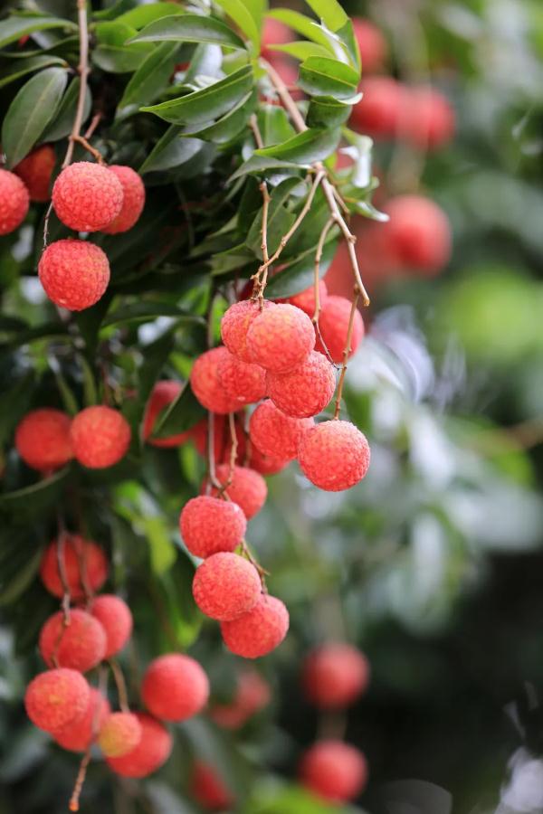 广西苍梧县沙头镇迟熟荔枝已开始成熟上市 广西苍梧县沙头镇迟熟荔枝已开始成熟上市