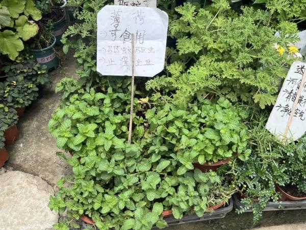 合肥刮起“薄荷风”