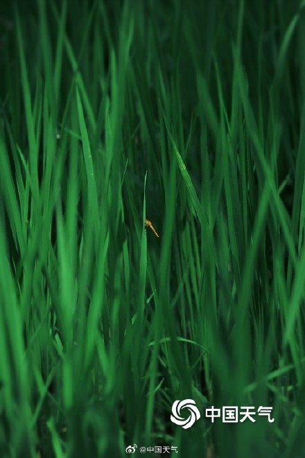 满眼清凉 七月京西稻田碧绿绘就希望画卷