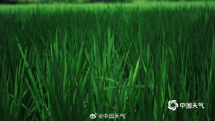 满眼清凉 七月京西稻田碧绿绘就希望画卷