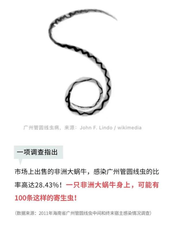 这种蜗牛是“毒王”,不能摸更不能吃! 这种蜗牛是“毒王”,不能摸更不能吃!