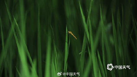 满眼清凉 七月京西稻田碧绿绘就希望画卷