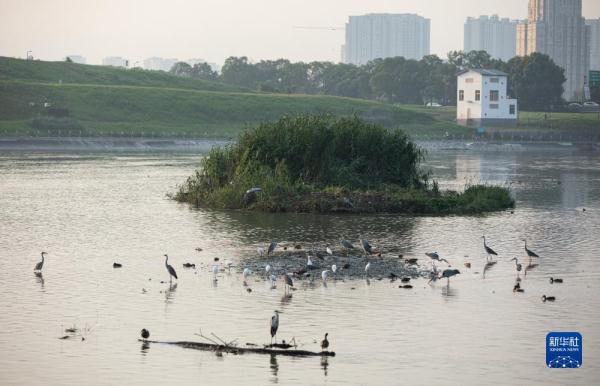 在成都，读懂大运之城的生态密码