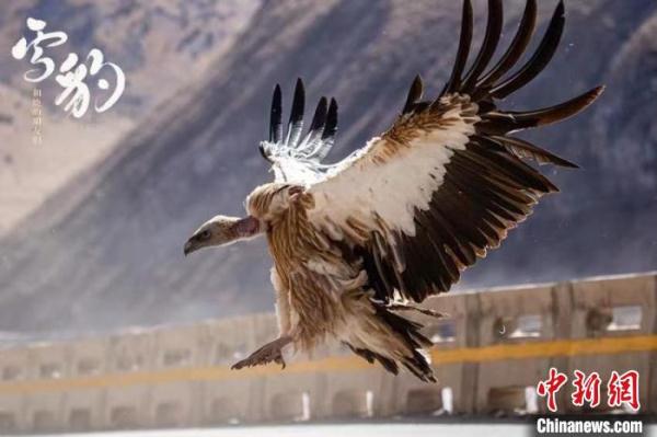 《雪豹和她的朋友们》发布“野性十足”预告 《雪豹和她的朋友们》发布“野性十足”预告