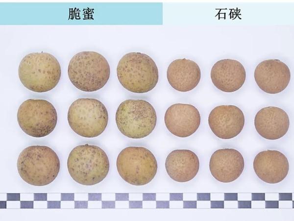 “荔枝季”过后，广东人开始靠龙眼“续命”......