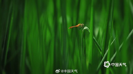 满眼清凉 七月京西稻田碧绿绘就希望画卷