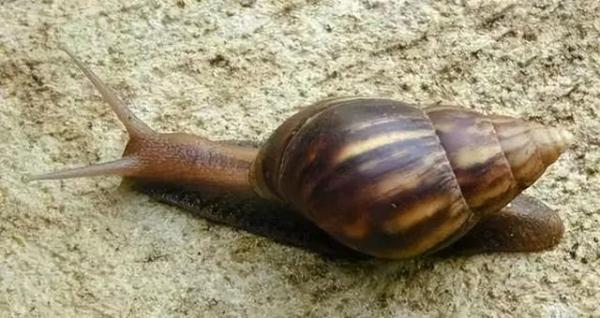 这种蜗牛是“毒王”,不能摸更不能吃! 这种蜗牛是“毒王”,不能摸更不能吃!
