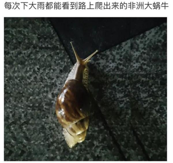 这种蜗牛是“毒王”,不能摸更不能吃! 这种蜗牛是“毒王”,不能摸更不能吃!
